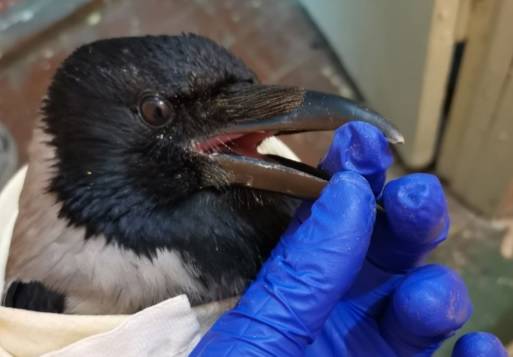 Волонтеры кировского центра «Большое гнездо» спасли серую ворону