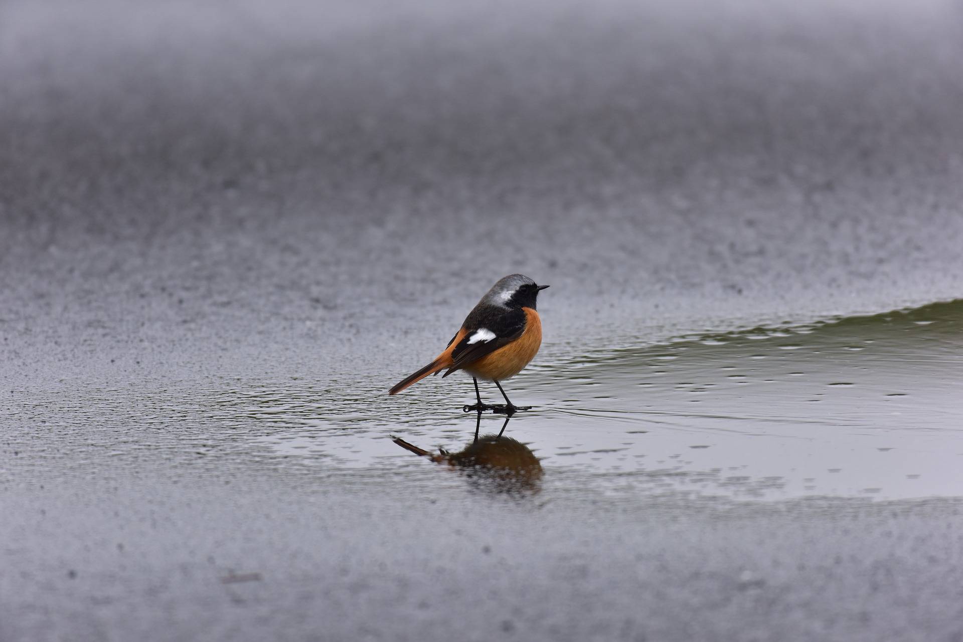 В Кировской области выпадет до 200% недельной нормы осадков