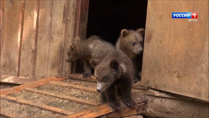 Вести. Кировская область (Россия 1) 10.03.2021