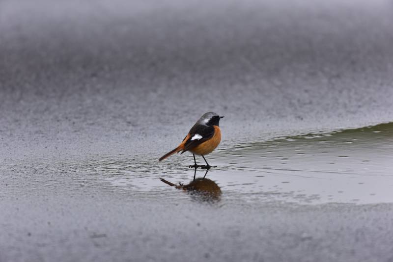 В Кировской области выпадет до 200% недельной нормы осадков