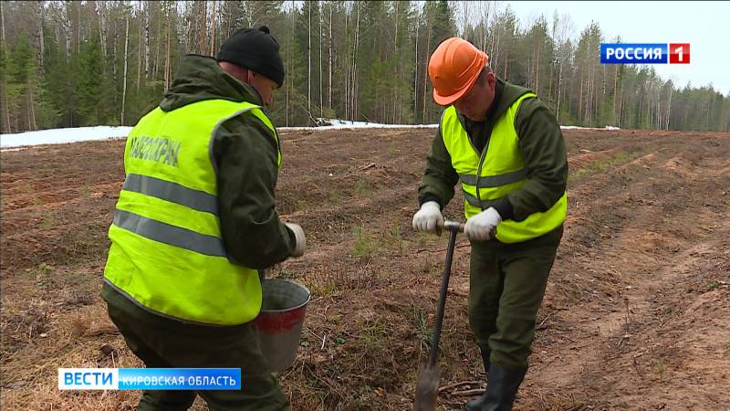 В министерстве лесного хозяйства рассказали о планах по восстановлению леса
