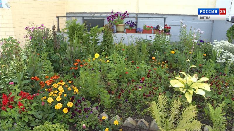 В Кирове на цветниках высадят петунию и бархатцы