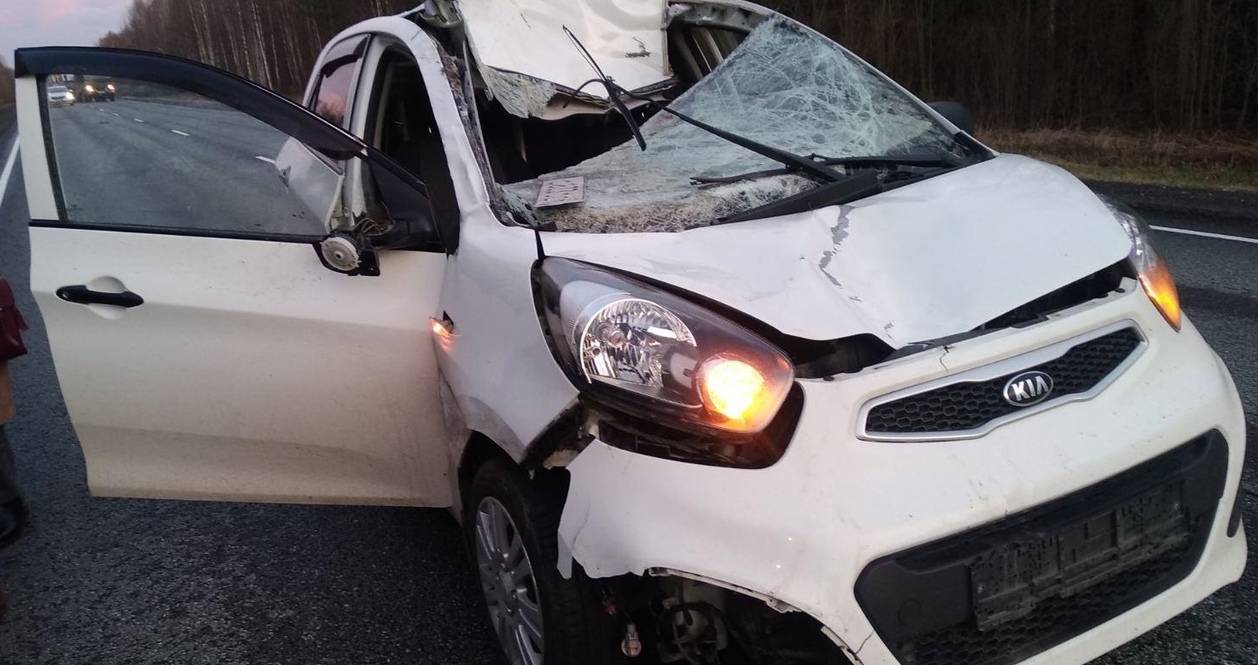 В Яранском районе автомобиль «КИА Пиканто» столкнулся с лосем