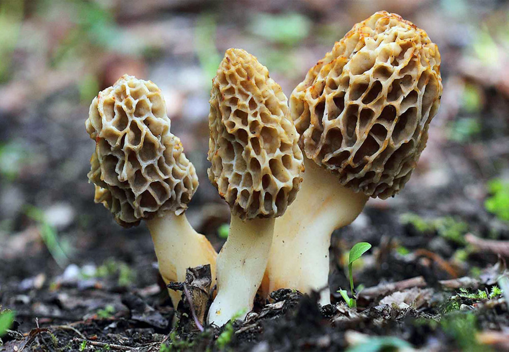 В лесах области пошли первые грибы.