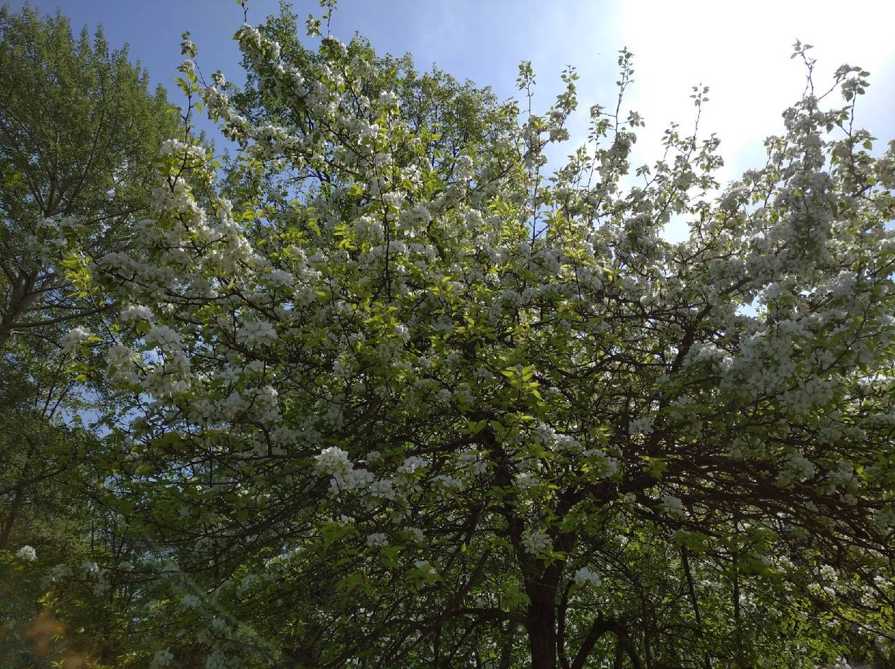 В Кировской области сохранится аномальная жара