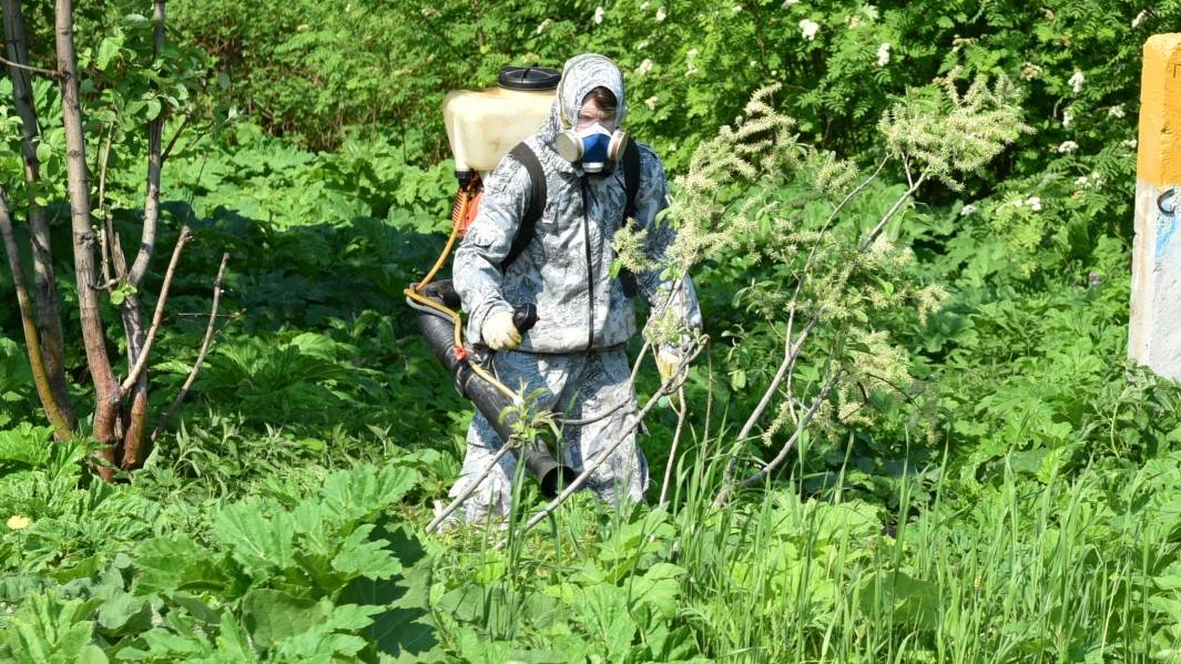 В Кирове в июне от борщевика обработают Федяковское кладбище и Чистые пруды