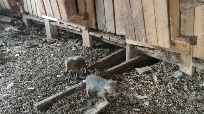 В Сунском районе обнаружили двух маленьких лисят