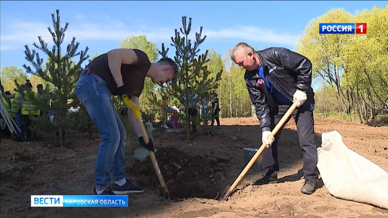На территории будущего «Уткин парка» в Кирове высадили хвойные деревья