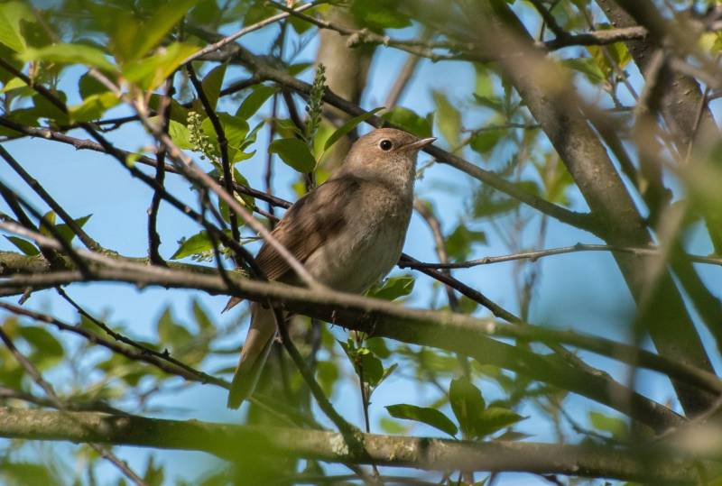 Кировчан приглашают на 