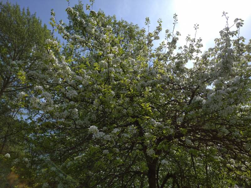 В Кировской области сохранится аномальная жара