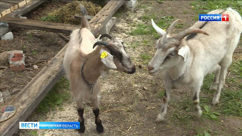 В частном секторе Кирова прошел осмотр домашних животных