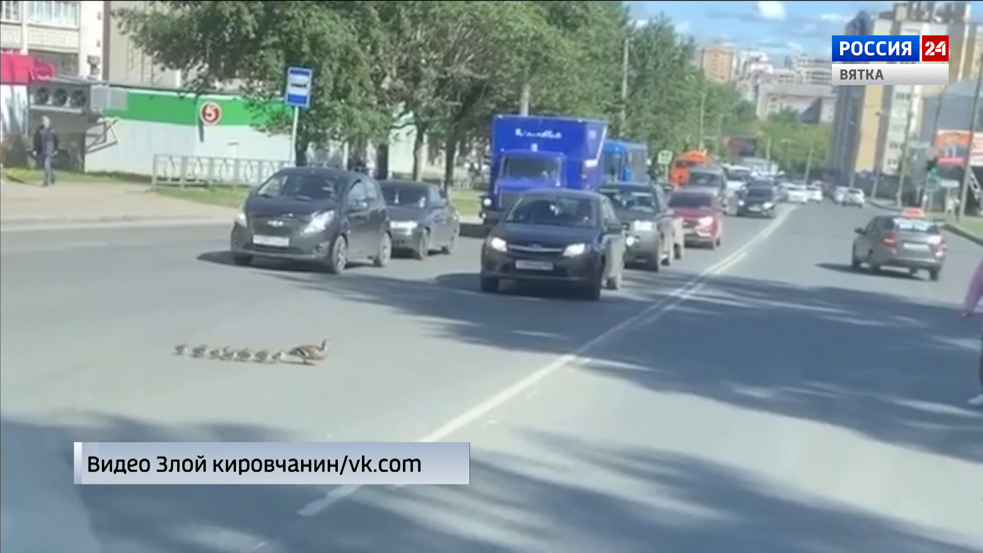 В Кирове утиное семейство остановило поток машин на улице Ленина