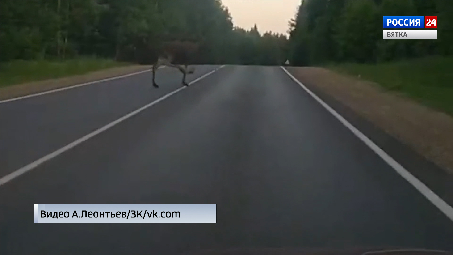 В Кировской области на дорогу выходят дикие животные