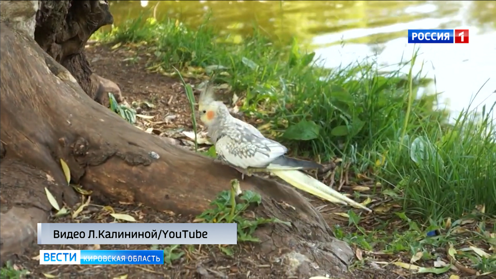 В Кирове завершилась история с попугаем, который улетел из дома к уткам