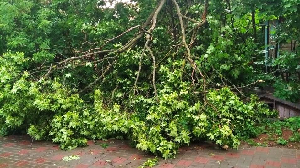 В Кирове сильная гроза оборвала электропровода и повалила деревья