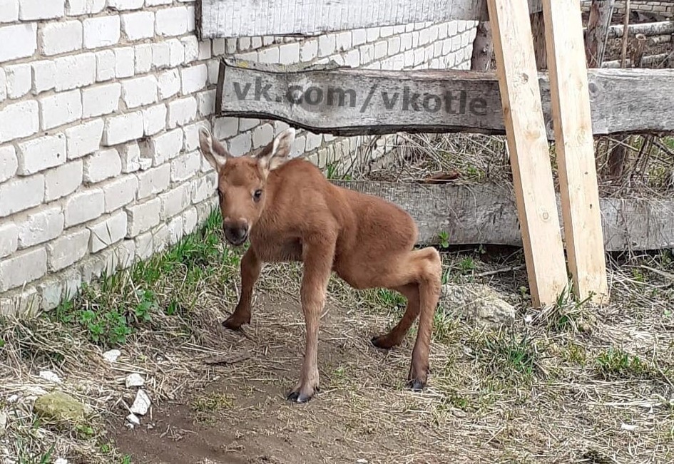 Лосенок, которого приютили в Котельничском районе, переехал в Костромскую область
