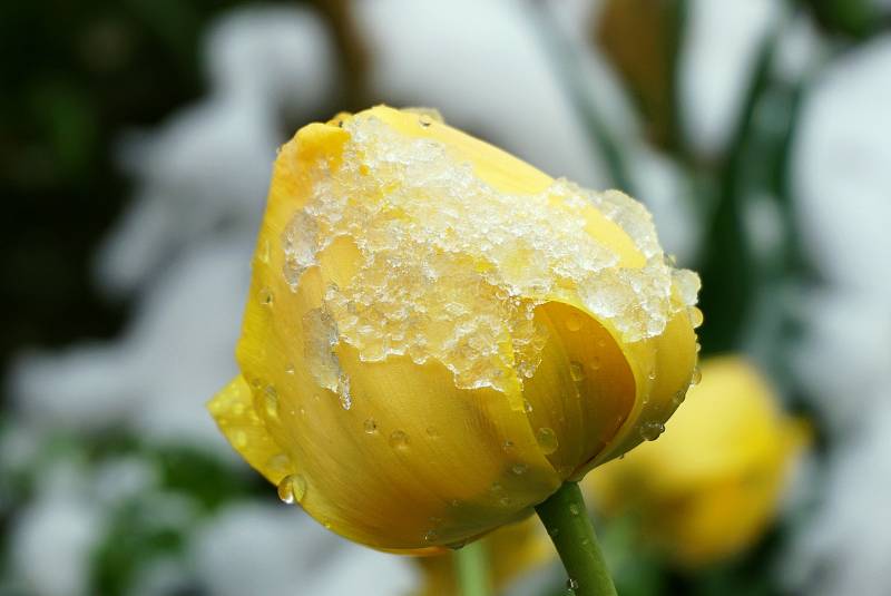 Арктическое вторжение в Кировскую область ожидают с 7 июня