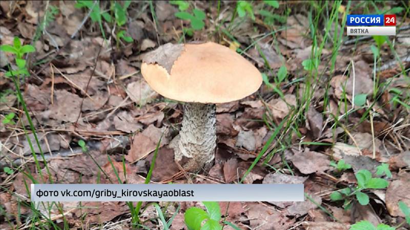 В лесах Кировской области началась тихая охота