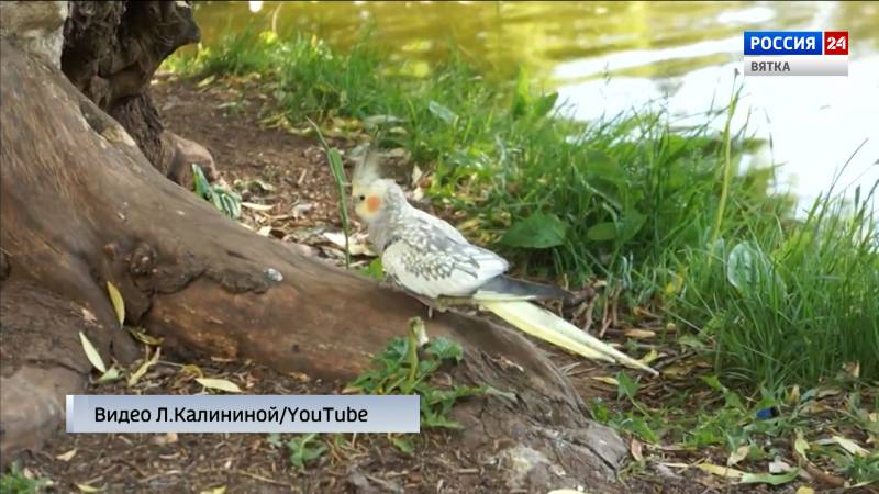 Горожане озабочены судьбой попугая, замеченного у пруда в парке имени Кирова