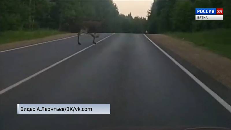 В Кировской области на дорогу выходят дикие животные