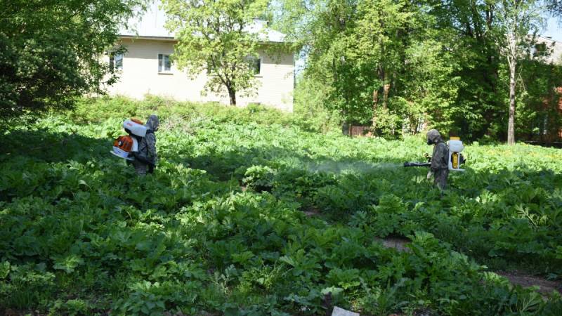 В Кирове разрабатывают единый подход к ликвидации борщевика