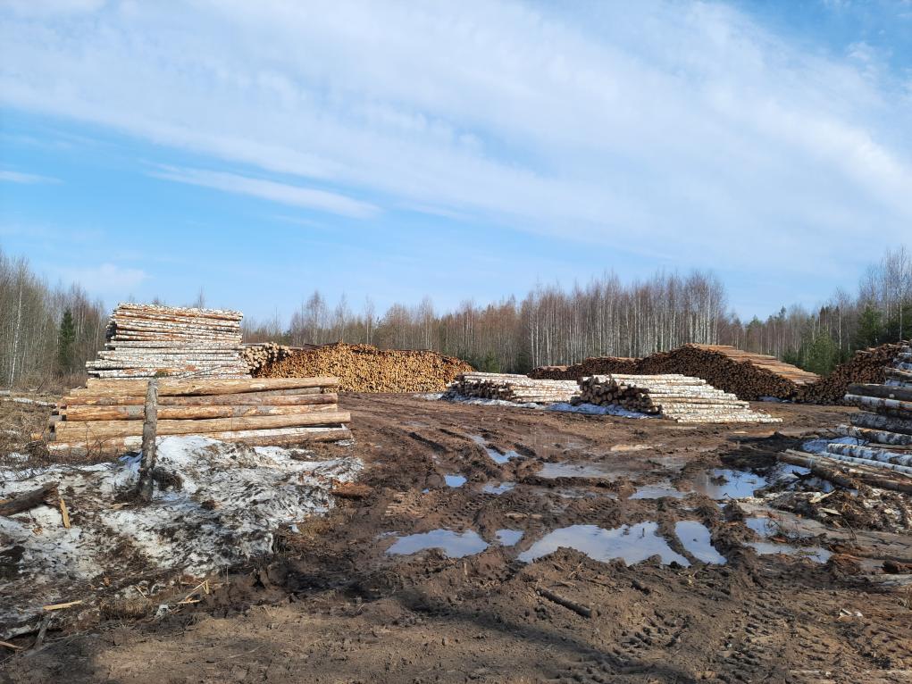 В Даровском районе вблизи дороги незаконно складировали древесину