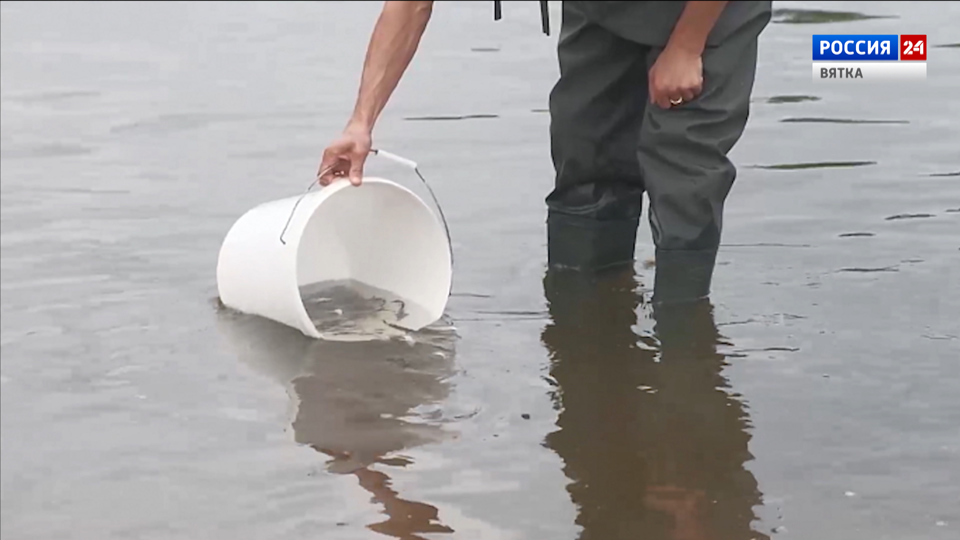 В реку Вятку выпустили более 19 тысяч мальков стерляди