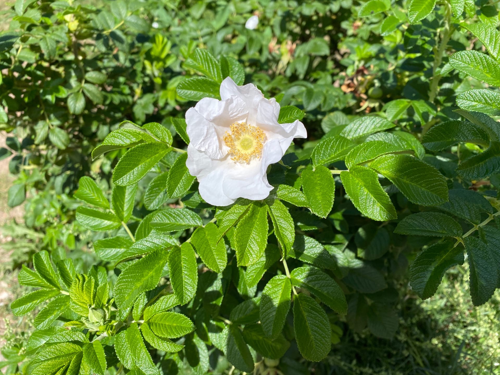 Температура воздуха в Кировской области поднимется до  31 градуса