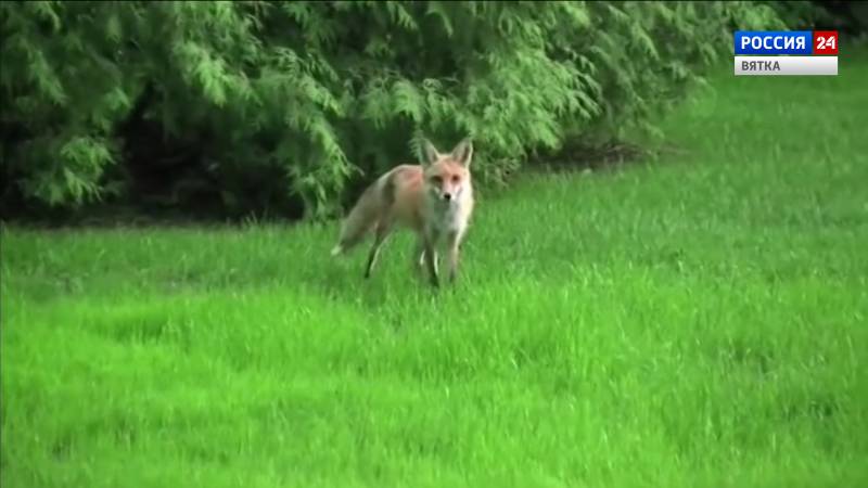 В Бобинском сельском поселении установили карантин по бешенству