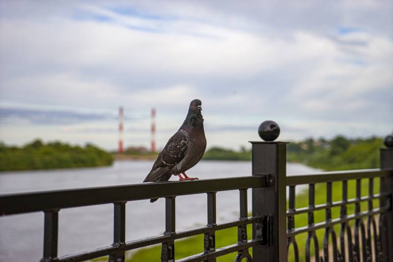 В Кировской области ожидается потепление и кратковременный дождь