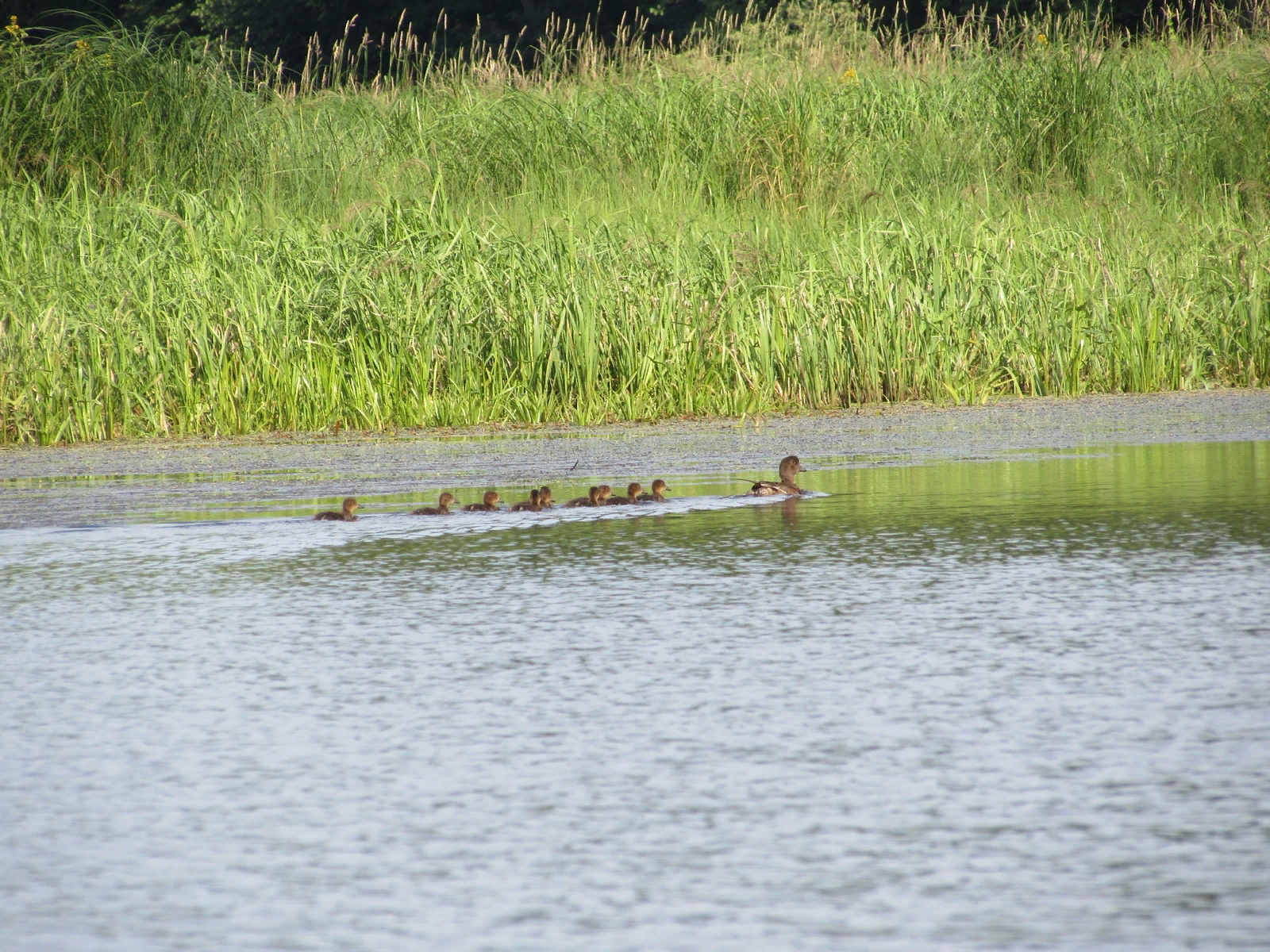 В «Нургуше» пересчитали утиных птиц.