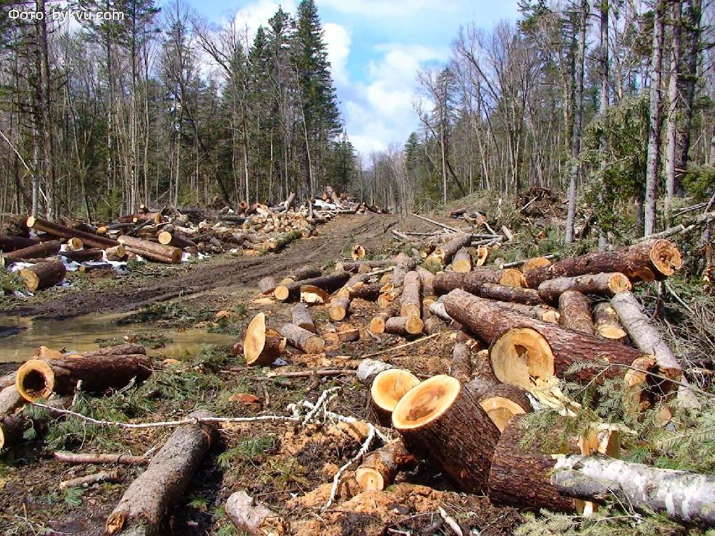 В Кировской области ущерб от незаконной вырубки леса составил более 4,6 млн рублей
