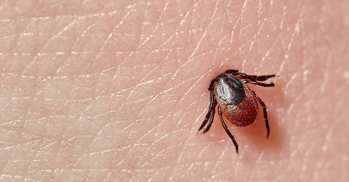 От клещей пострадали уже около 22 тысяч кировчан