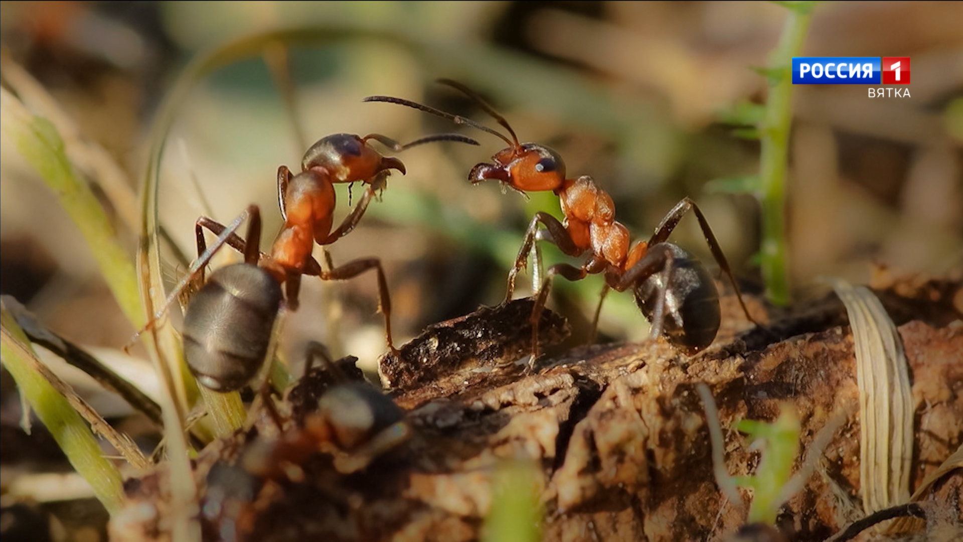 В «Нургуше» оценили состояние поселений рыжих лесных муравьев
