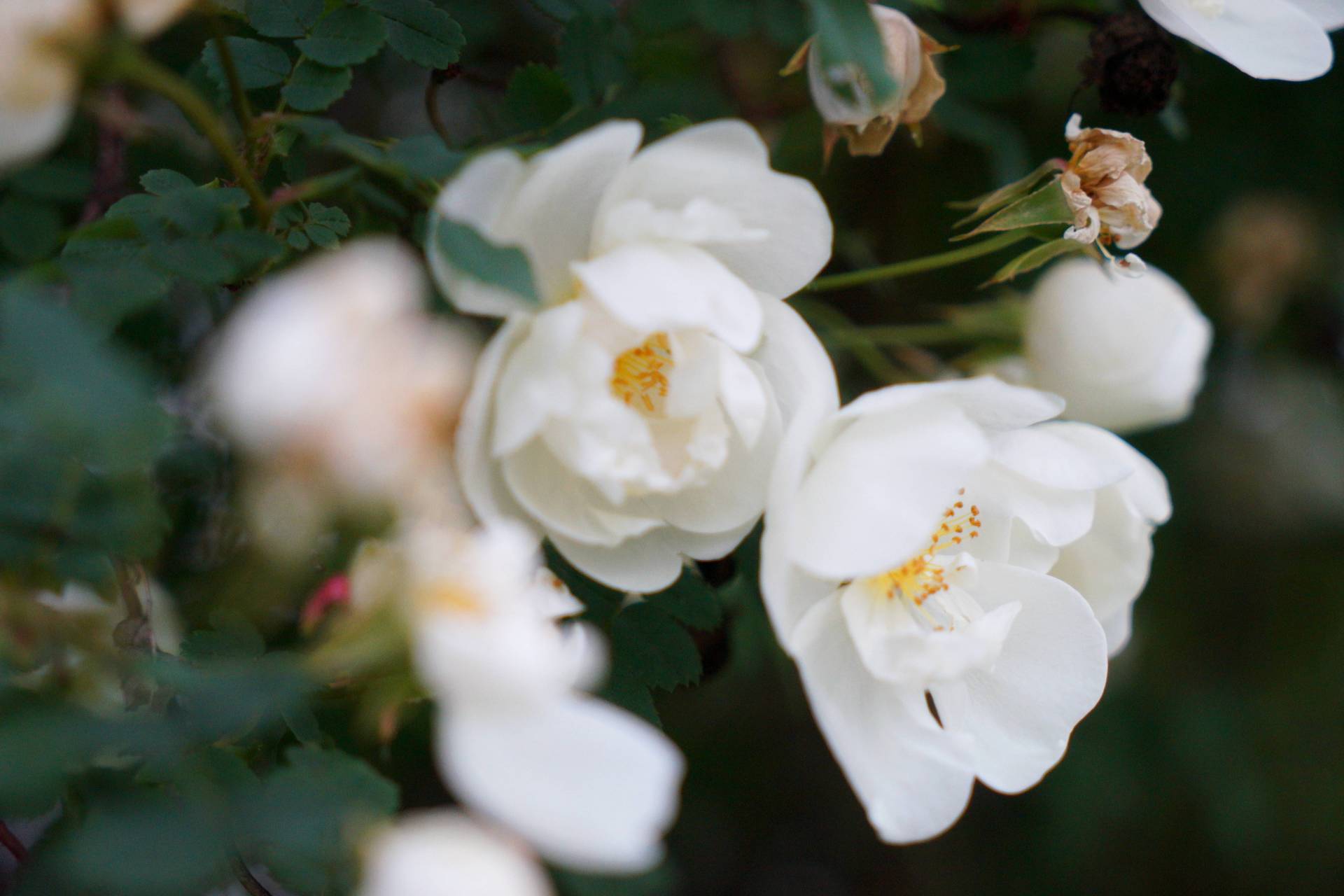 В Кировской области в понедельник ожидается до  20 градусов