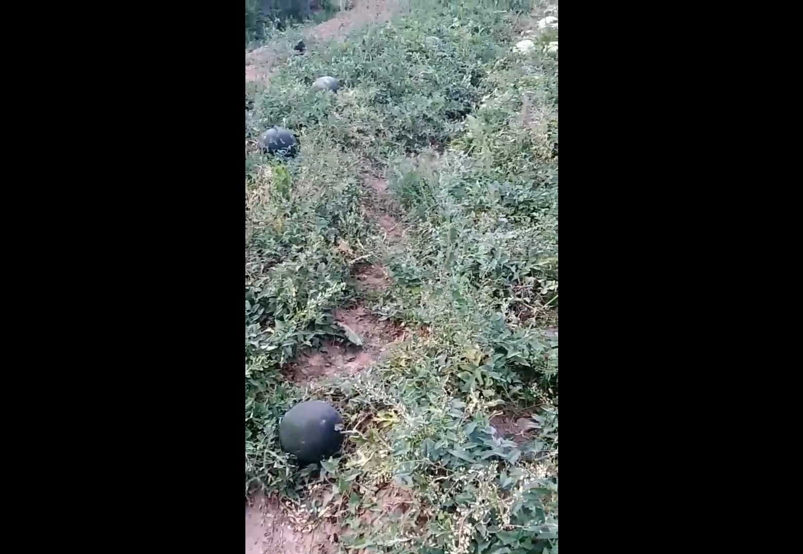 В Кировской области зафиксировали небывалый урожай арбузов