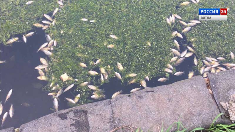 В реке Мостовице в черте Кирова произошел мор рыбы