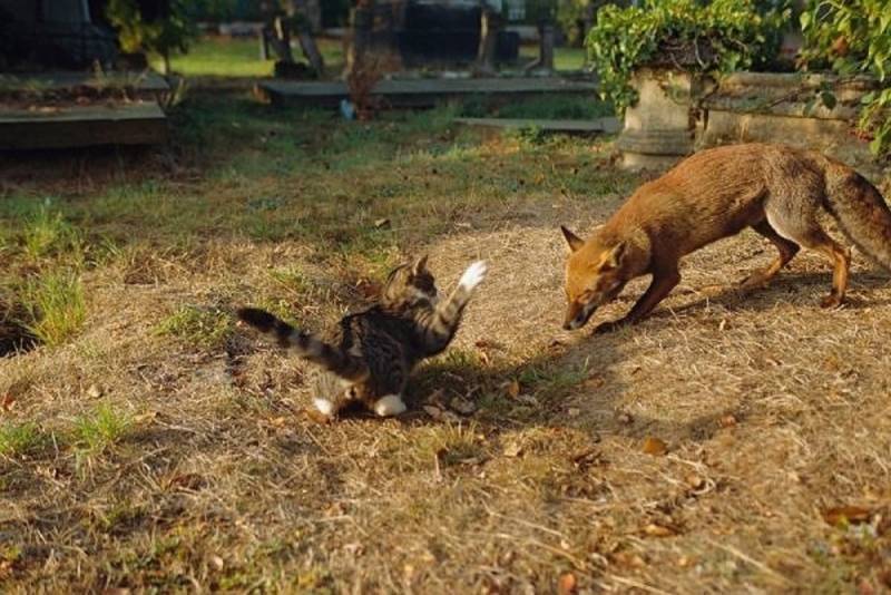 В Слободском районе обнаружили лису, зараженную бешенством.