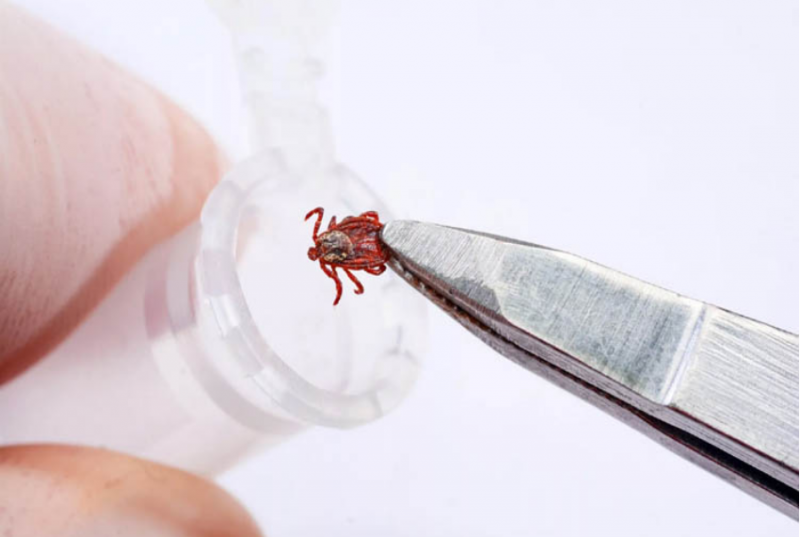 68 жителей Кировской области заразились клещевым энцефалитом