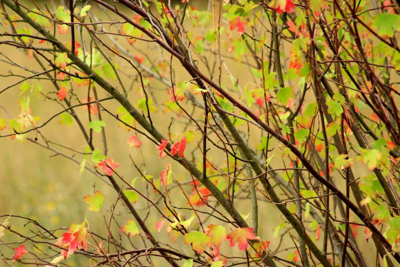 14 августа в Кировской области ожидается до +25 градусов