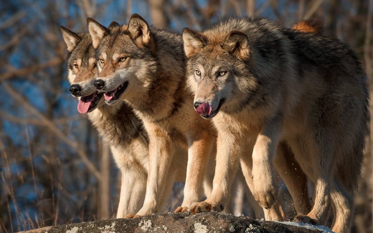 С начала года в Кировской области добыто уже 226 волков