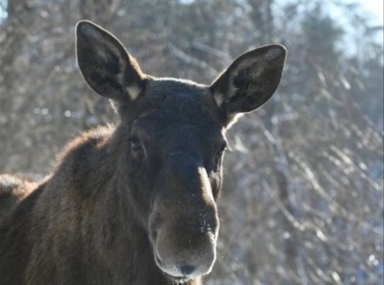 В Кировской области ущерб от незаконной добычи самки лося составил 400 тысяч рублей