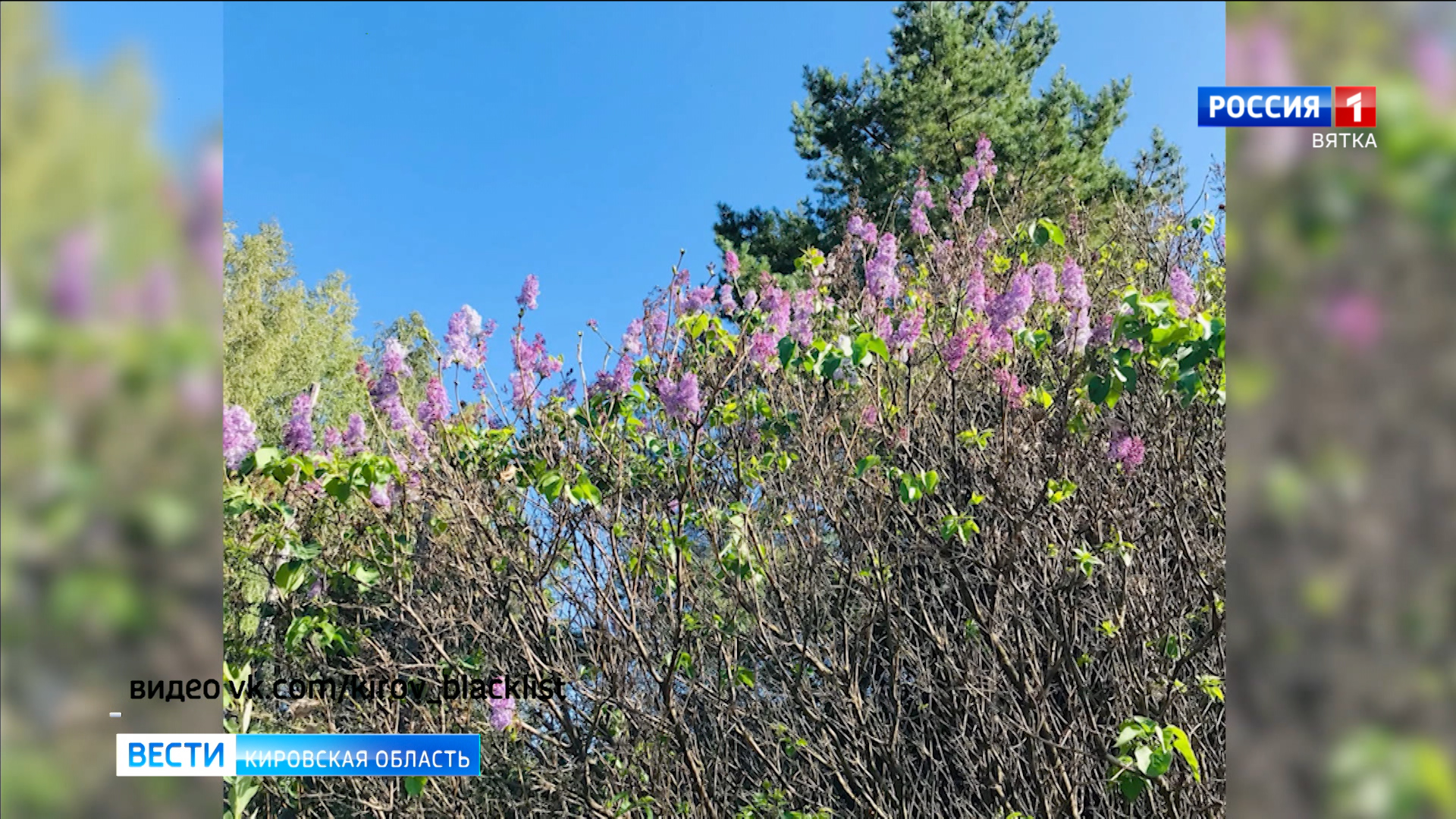 Жители Кировской области размещают в соцсетях фотографии цветущей сирени