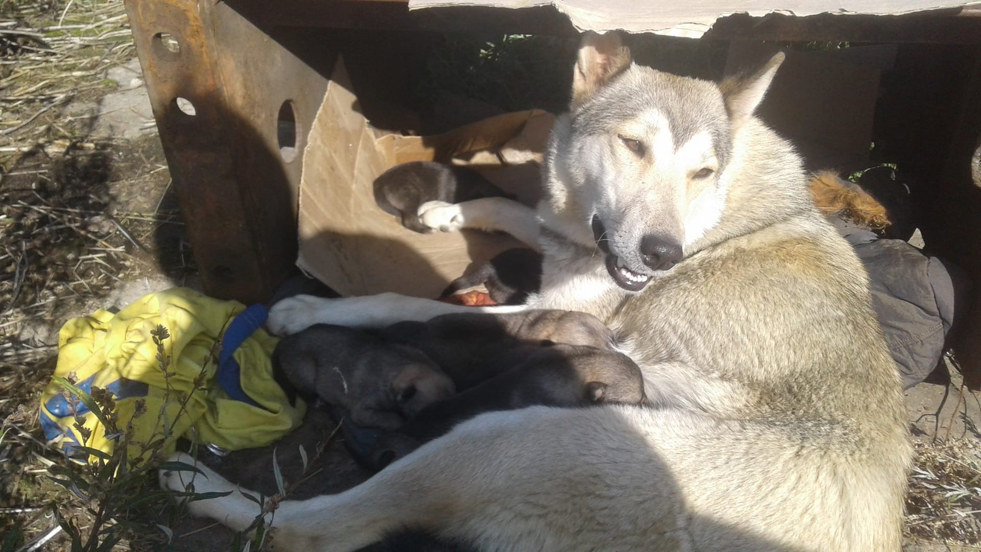 Житель Афанасьевского района благодаря социальным сетям нашел собаку, пропавшую 2,5 года назад