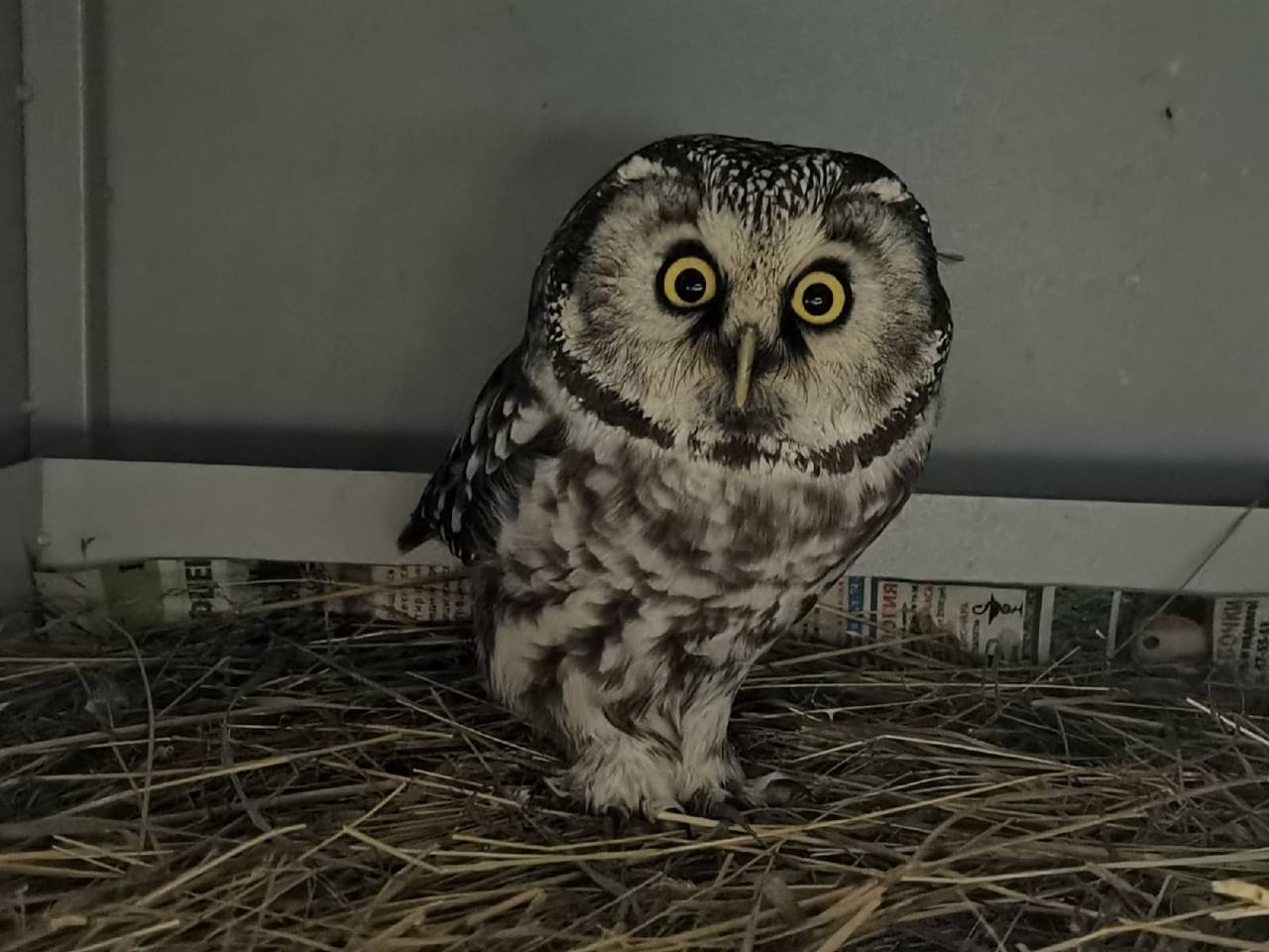 Кировский Центр реабилитации животных «Большое гнездо» за последнюю неделю принял 4 совы