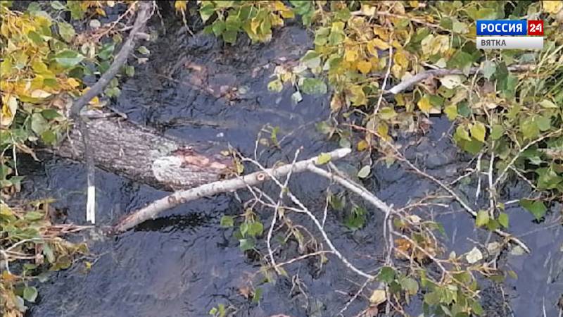 В Кирове вблизи улиц Боровой и Искры в речку скинули спиленные тополя