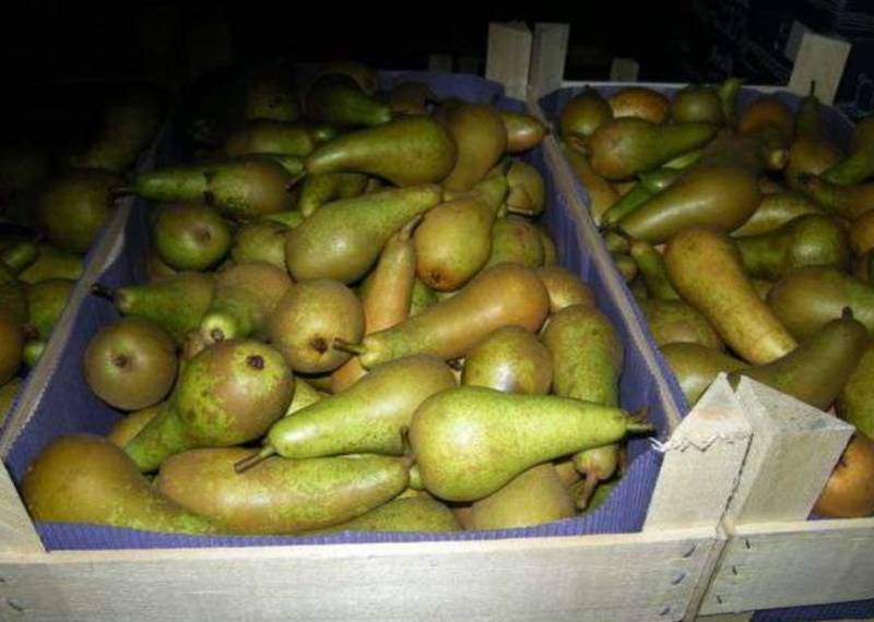 В Кирове отправили под пресс более 2,6 тонны свежих груш