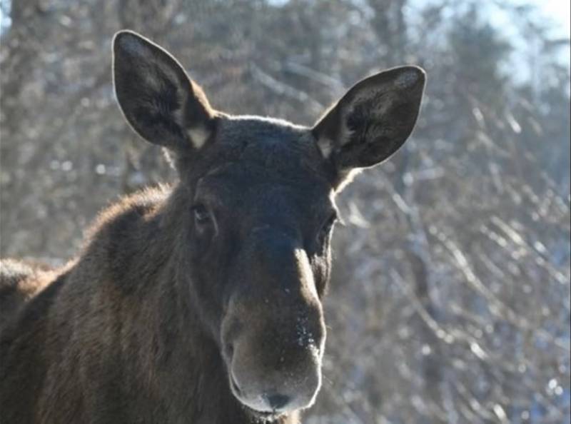В Кировской области ущерб от незаконной добычи самки лося составил 400 тысяч рублей