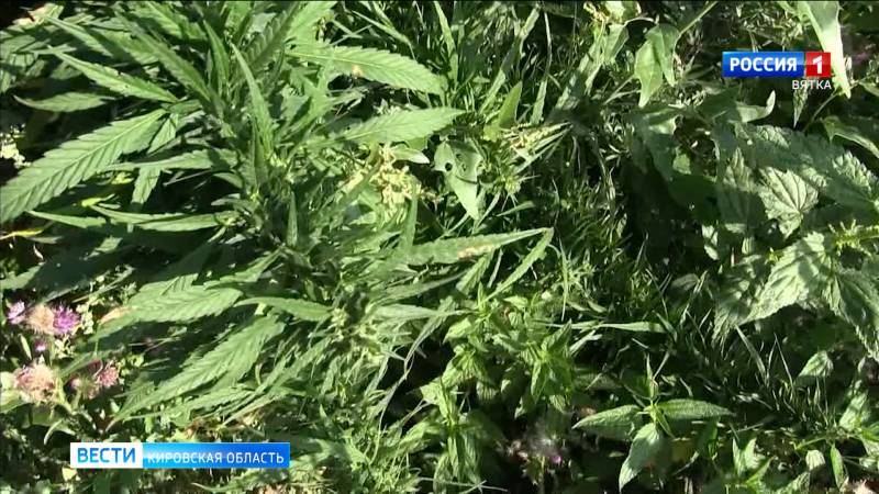 В Кировской области подведены итоги операции «Мак»