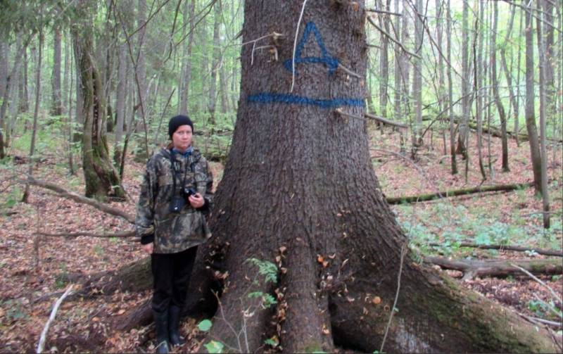 В заповеднике «Нургуш» обнаружили гигантскую ель